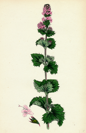 Mentha Crispa Curled Mint