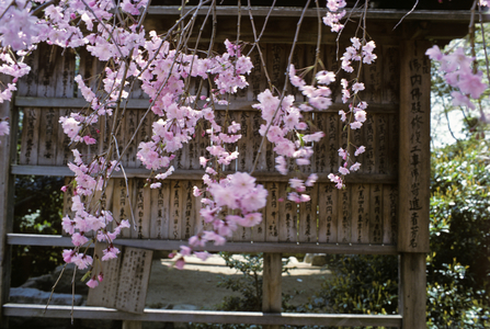 Cherry Viewing Festival, Japan (photo)