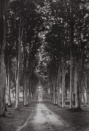 The Grand Avenue, Savernake Forest (b/w photo)