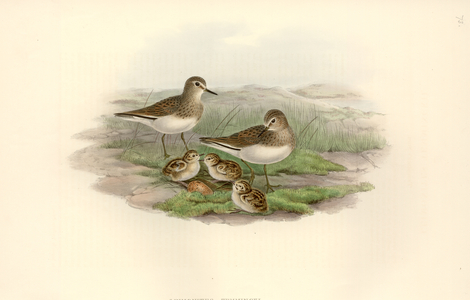 Calidris temminckii