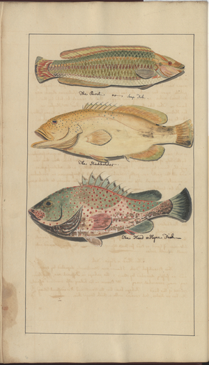 Lindsay Drawings Vol. VII, 4, 1760-1780s (w/c on paper)