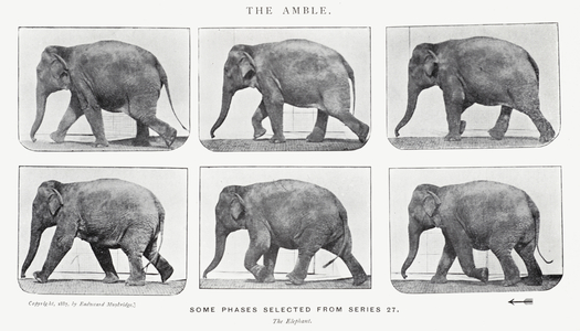 Eadweard Muybridge: The Amble (b/w photo)