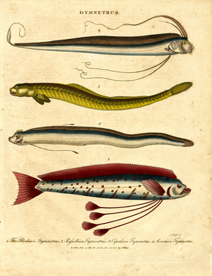 Gymnetrus – Ribbon Fishes, 1810 (print)