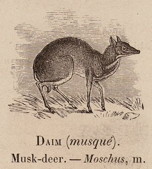 Le Vocabulaire Illustre: Daim (musque); Musk-deer; Moschus (engraving)