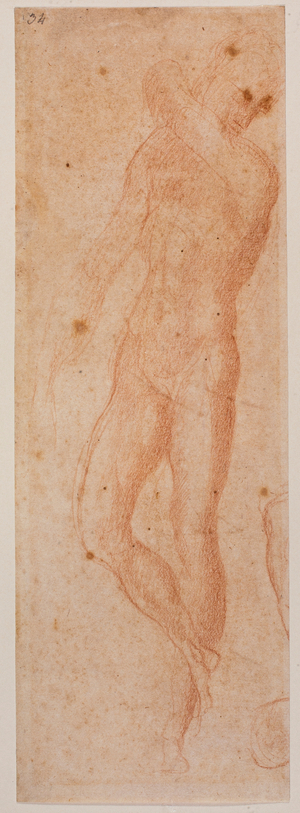Studies of male nude, 16th century (drawing)