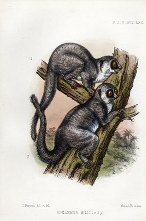 Mili's Dwarf Lemur Pair (print)