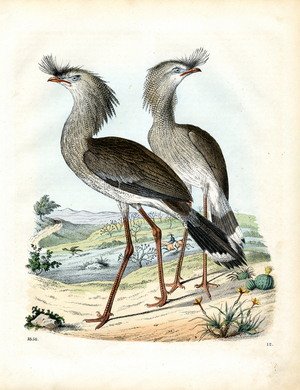 Crowned cranes in African landscape (hand-coloured engraving)
