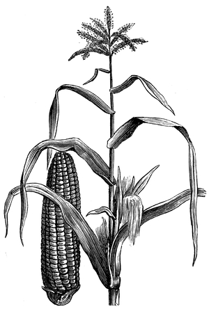 Corn