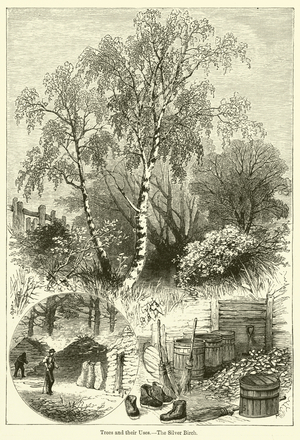Trees and their Uses, The Silver Birch (engraving)