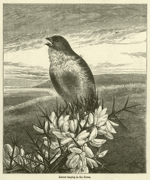 Linnet singing in the Gorse (engraving)