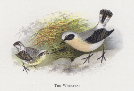 The Wheatear (chromolitho)