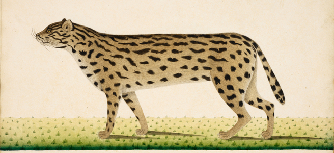 Fishing Cat
'Felis viverrinus'