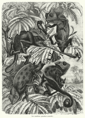 Les cameleons, grandeur naturelle (engraving)