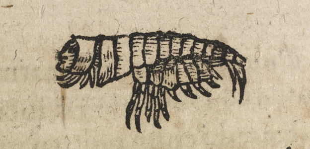 A prawn