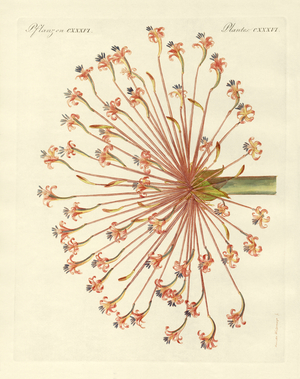 Rare ornamental plants (coloured engraving)
