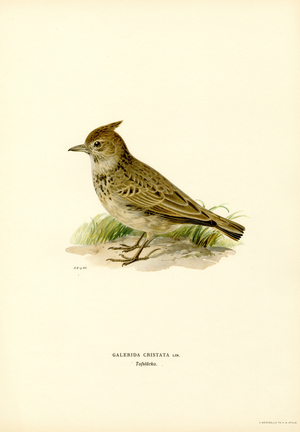 Crested Lark (colour litho)