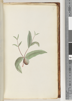Page 57. Unidentified plant (w/c)