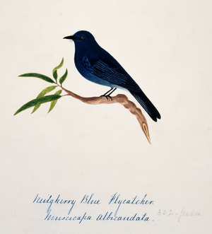 Eumyias albicaudata