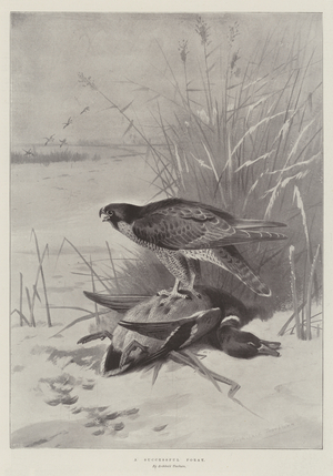 A Successful Foray (engraving)
