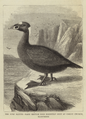 The Surf Scoter, Rare British Bird recently shot at Christ Church, Hampshire (engraving)