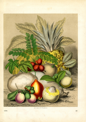 Tropical and Exotic Fruits (hand-coloured litho)
