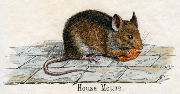 Antique Print of a House Mouse, 1859 (coloured engraving)