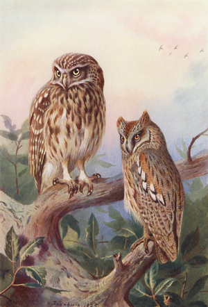 Little Owl, Scops-Owl (colour litho)