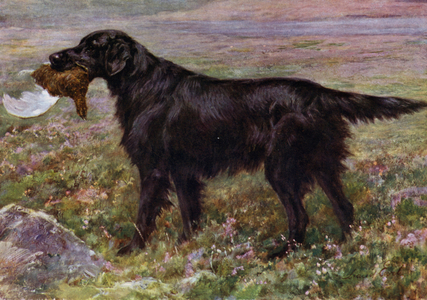 The Flat-Coated Retriever Champion High Legh Blarney (colour litho)