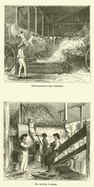 La Canne A Sucre (engraving)