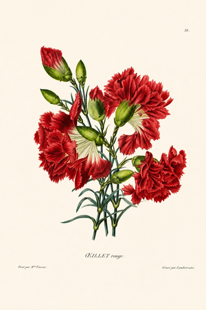 Scarlet Carnation Blooms (engraving)