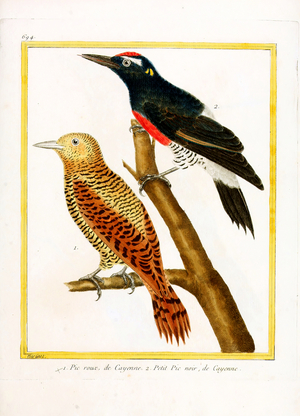 Red Woodpecker and Black Woodpecker from Cayenne (print)