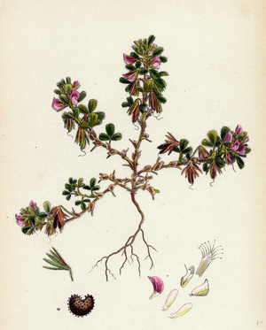 Ononis Reclinata Small Spreading Rest-Harrow