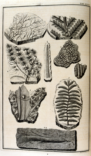 plants surviving from the Great flood. illustrated in 'Physique sacrée