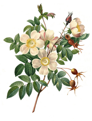 Rosier de Candolle, white rose or Rosier de Candolle, digitally processed reproduction of a watercolour drawing from 1827
