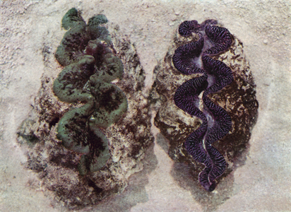 Two clams display their beautiful mantle edges (colour photo)