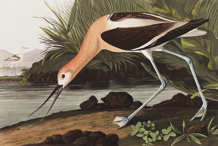 American Avocet, Recurvirostra Americana, from "The Birds of America" by John J. Audubon, pub. 1827-38 (hand coloured engraving)