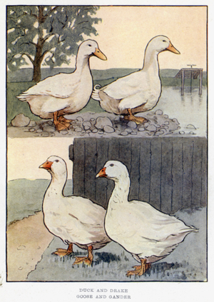 Duck and Drake, Goose and Gander (colour litho)