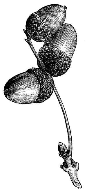Oak, English oak: fruit