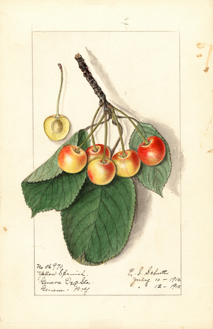 Cherries ( Prunus avium: Yellow Spanish) (watercolour)
