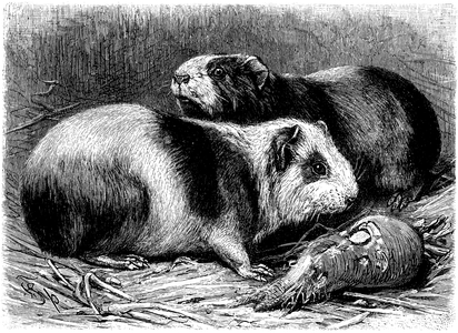 Guinea pigs