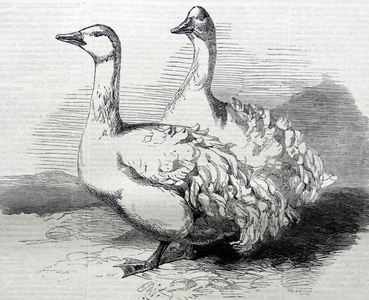 Sebastopol Geese at the Crystal Palace Poultry Show, 1860