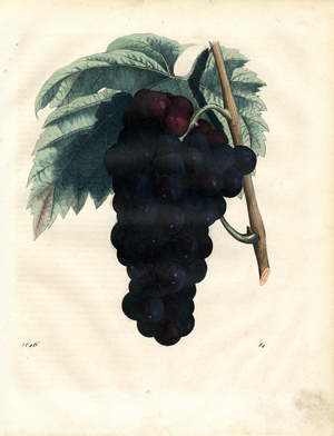 Blue Grape Cluster with Vine Leaves (hand-coloured litho)