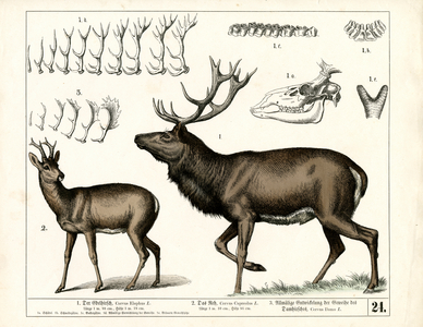 Deer species and antler development, 1858 (lithography)