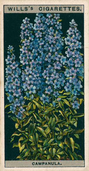 Flower culture in pots: Chimney Campanula (chromolitho)