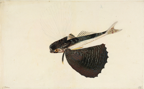 Dactylopterus volitans