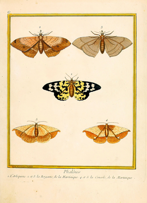 Harlequin Moth, Bergamot Moth and Console Moth from Martinique (print)
