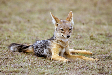 Black-Backed Jackal (photo)