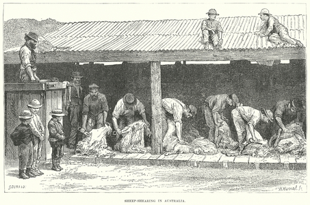 Sheep-Shearing in Australia (engraving)