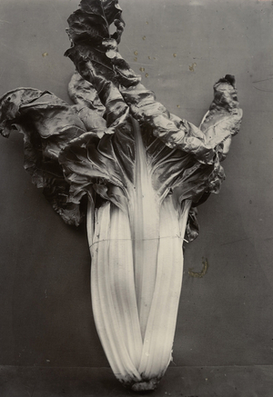 c.1895-1910 (gold-toned gelatin silver print)