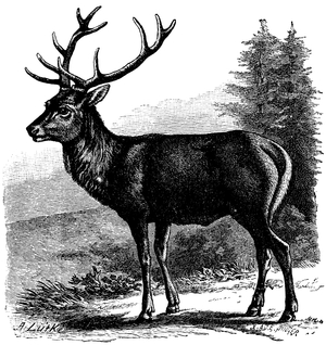Red deer